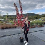 Javor freemanov (Acer Freemanii) JEFFERSRED ´AUTUMN BLAZE´® - výška 130-150 cm, C10L